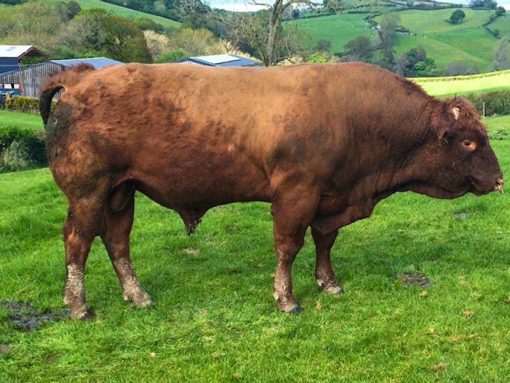 1 Pedigree Salers Breeding Bull | SellMyLivestock - The Online ...