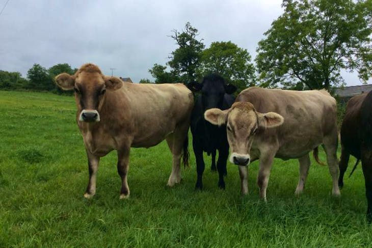 6 Brown Swiss In-Calf Dairy Heifers | SellMyLivestock - The Online ...