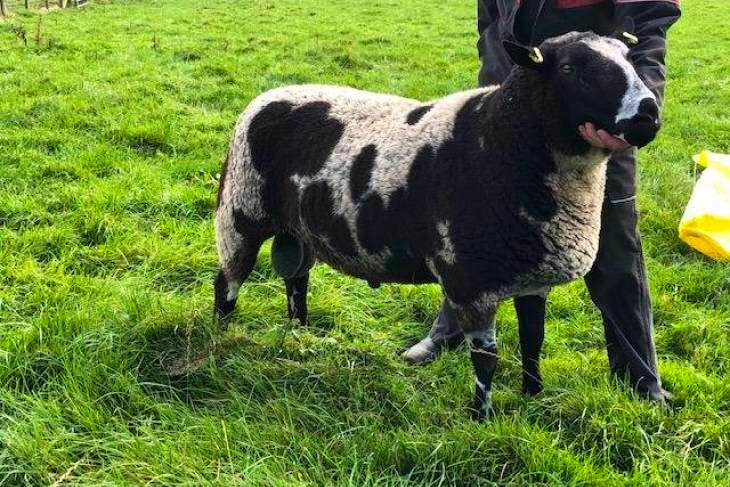 2 Pedigree Dutch Spotted Breeding Rams | SellMyLivestock - The Online ...