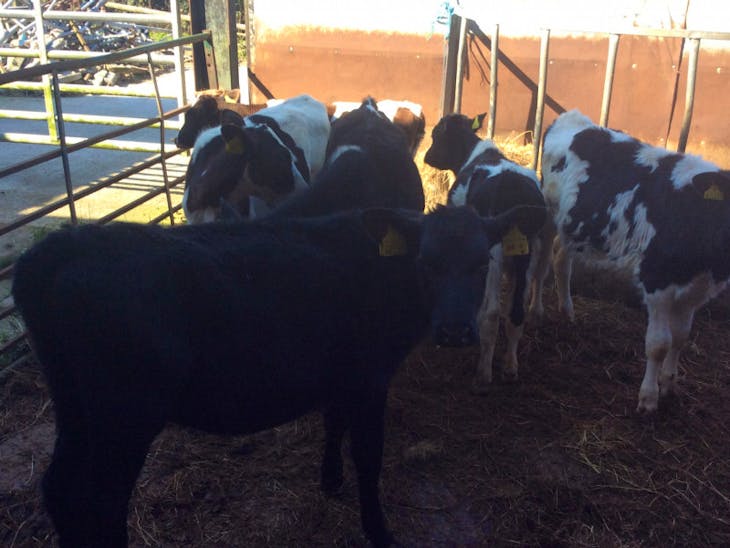 10 Holstein Friesian, Norwegian Red, Aberdeen Angus Cross Store Bulls