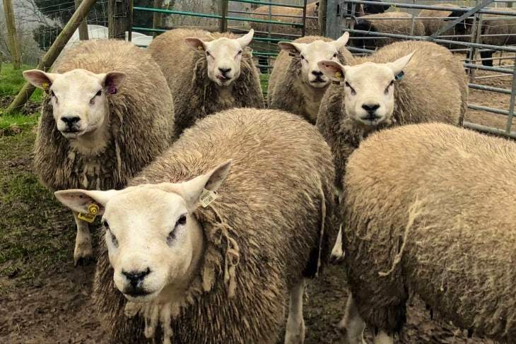 20 Pedigree Texel Breeding Rams, Lambs, Shearlings | SellMyLivestock ...