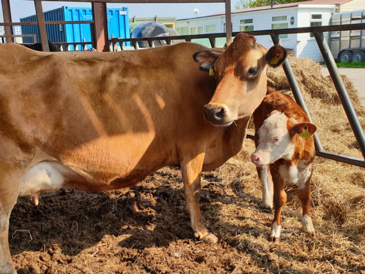 1 Jersey InCalf Breeding, Dairy Cow with Calf at Foot