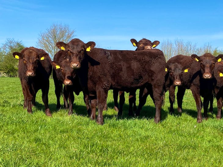 10 Stabiliser Breeding Heifers | SellMyLivestock - The Online Livestock ...