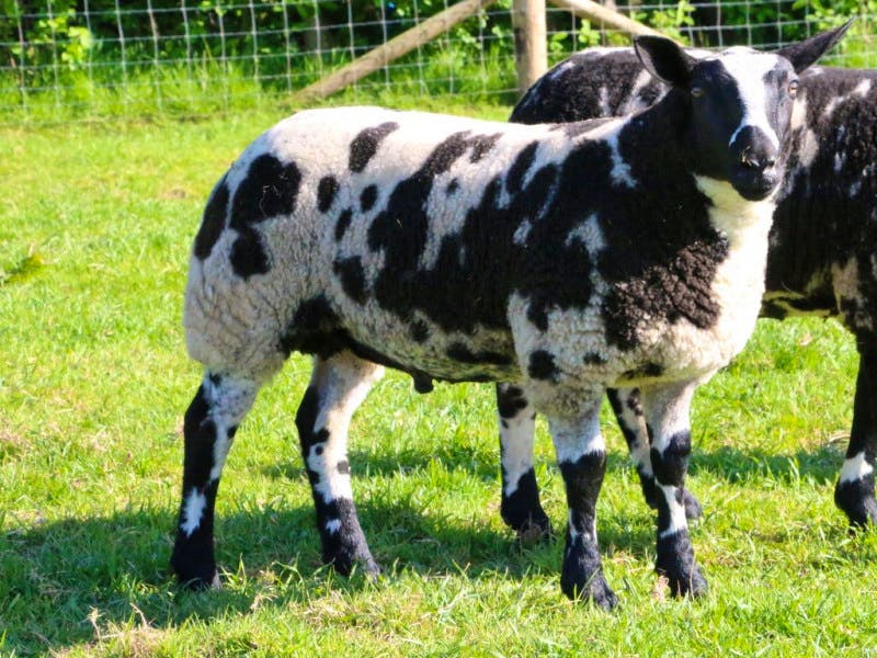 2 Pedigree Dutch Spotted Breeding Lambs, Rams, Shearlings ...