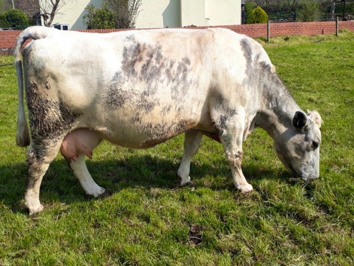 12 Limousin, British Blue, Aberdeen Angus Cross InCalf Breeding Cows