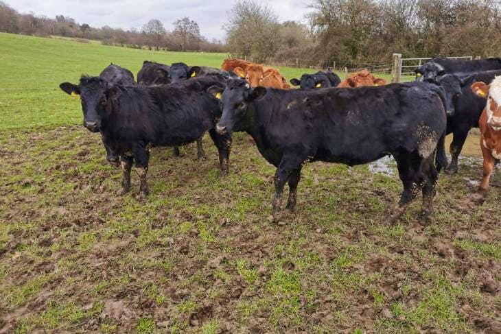 12 Aberdeen Angus, Limousin Cross Store Heifers, Steers ...