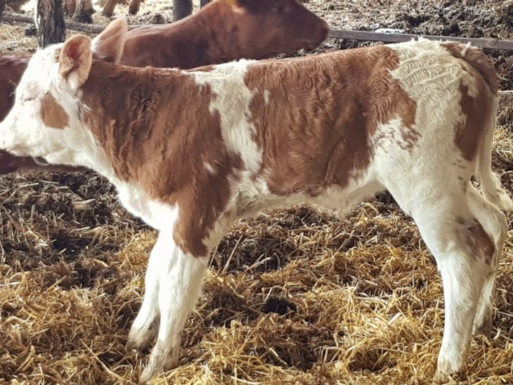 3 Simmental Breeding Cows, Calves with Calves at Foot | SellMyLivestock