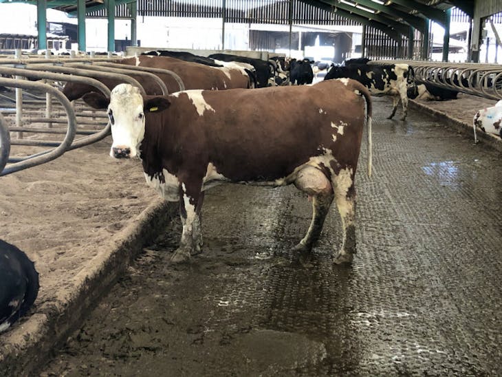 50 TB Res Holstein, Norwegian Red Cross Breeding, Dairy Heifers, Cows