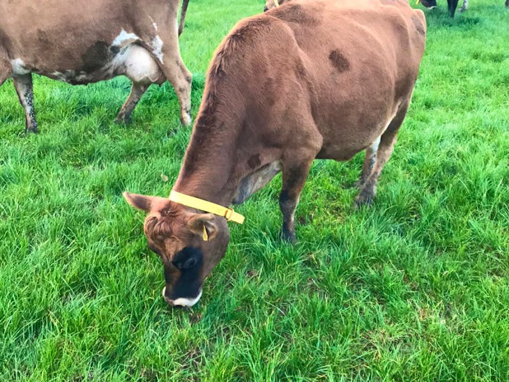 33 Jersey InCalf Breeding, Dairy Cows SellMyLivestock The Online