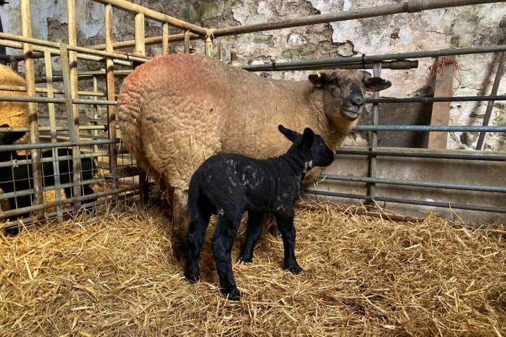 2 Suffolk, Dutch Spotted, Texel Cross Breeding Ewes with Lambs at Foot ...