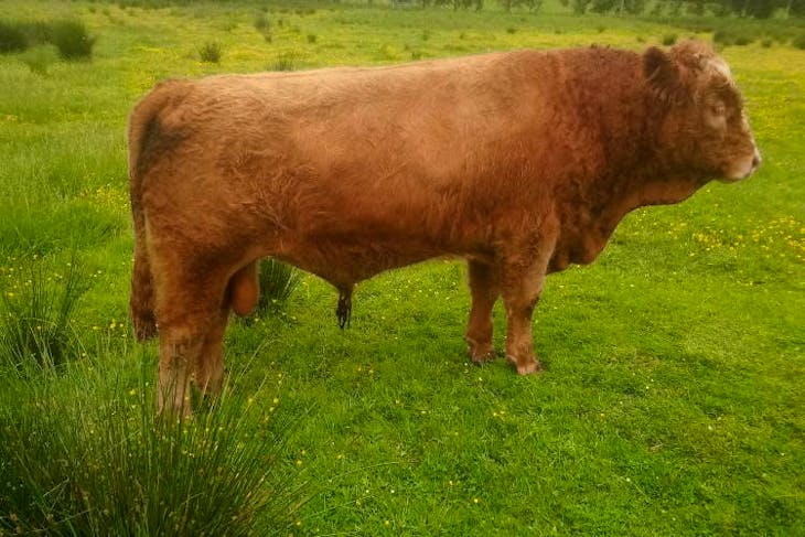 1 Simmental Cross Breeding Bull | SellMyLivestock - The Online ...