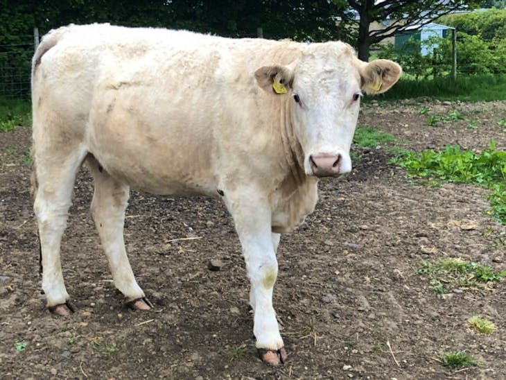 5 Charolais Cross Breeding Calves, Cows, Heifers | SellMyLivestock ...