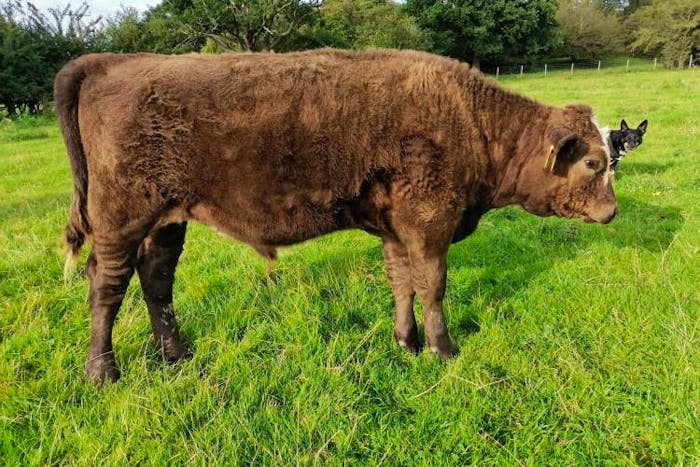 1 Limousin Cross In-Calf Breeding Cow with Calf at Foot ...