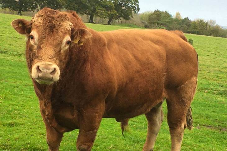 1 Limousin Breeding Bull | SellMyLivestock - The Online Livestock ...