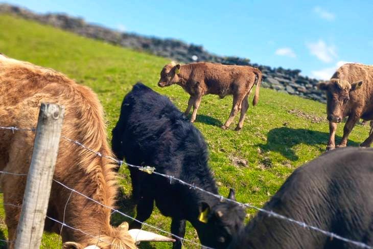 7 Pedigree Dexter, Belted Galloway In-calf Breeding Cows With Calves At 