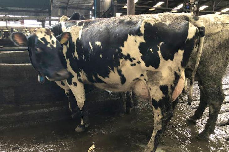 800 Holstein Friesian, Swedish Red, Norwegian Red Cross In-Calf ...