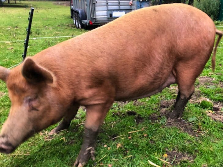 1 Tamworth In-Pig Breeding Sow | SellMyLivestock - The Online Livestock ...