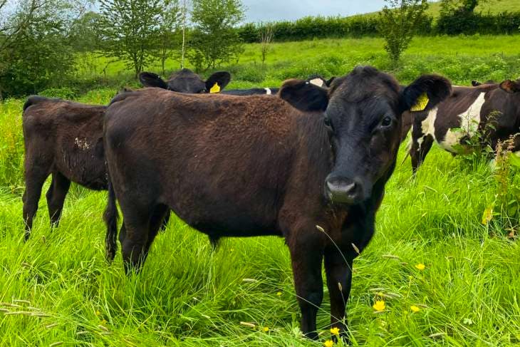 32 Aberdeen Angus, British Blue, Belgium Blue Cross Store Heifers ...