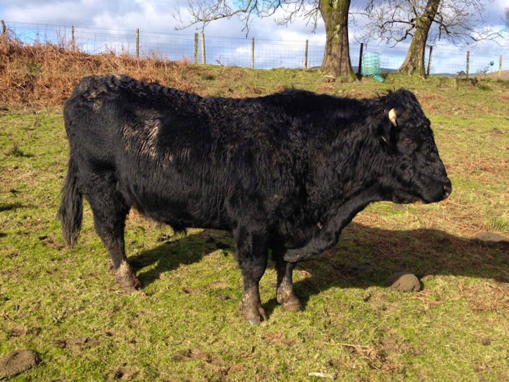 1 Organic Pedigree Welsh Black Breeding Bull | SellMyLivestock - The ...