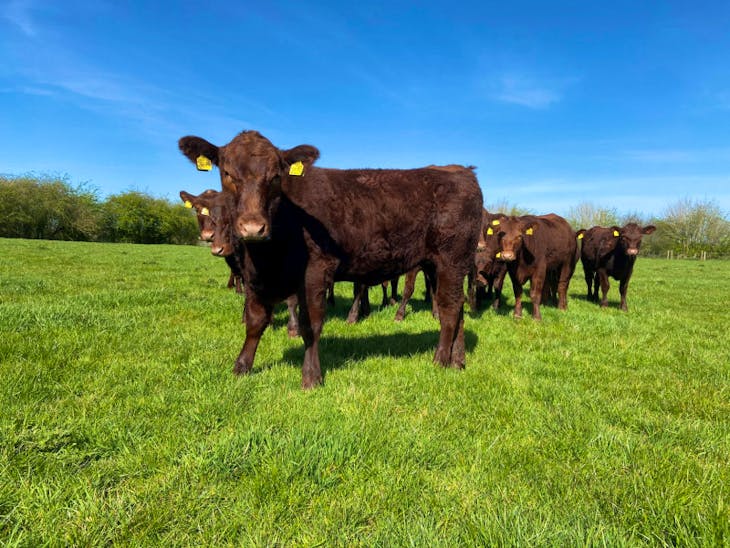 10 Stabiliser Breeding Heifers | SellMyLivestock - The Online Livestock ...