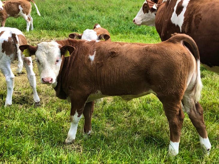 33 Pedigree Simmental In-Calf Breeding Heifers | SellMyLivestock - The ...