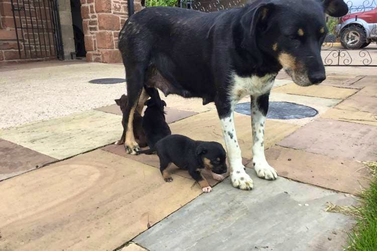 collie cross huntaway puppies