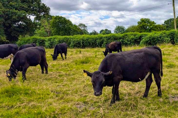 19 Aberdeen Angus, Hereford Cross Store Heifers, Steers ...