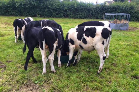 Norwegian Red Cattle For Sale | SellMyLivestock - The Online Livestock ...