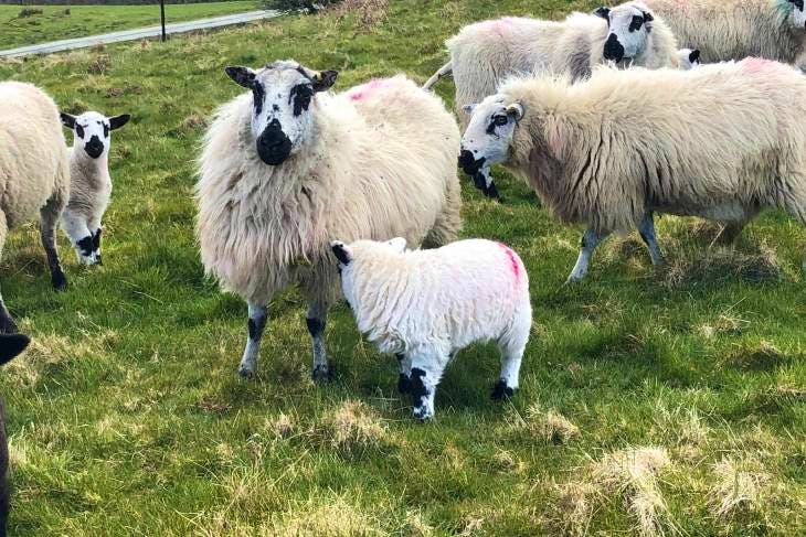 16 Pedigree Welsh Hill Speckled Face Breeding Ewes with Lambs at Foot ...