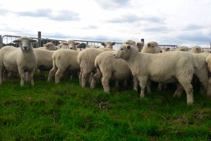 400 New Zealand Romney Breeding Lambs 