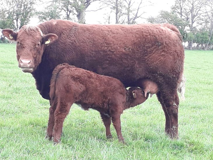 10 Pedigree Salers Breeding Cows with Calves at Foot | SellMyLivestock ...