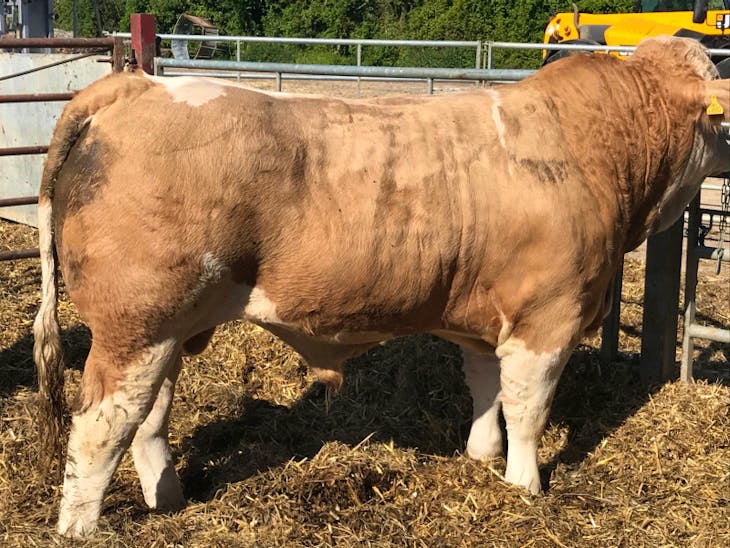 2 Pedigree Simmental Breeding Bulls SellMyLivestock The Online