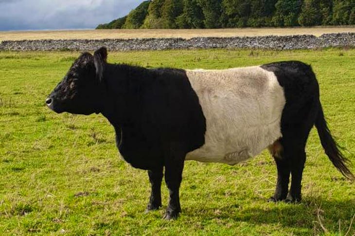 8 Pedigree Belted Galloway In-Calf Breeding Cows, Calves, Bulls ...