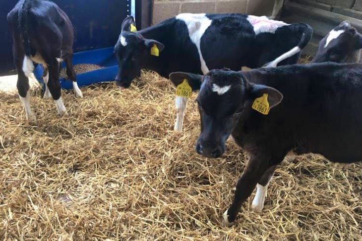 100 Ayrshire, British Friesian, British White, Dairy Shorthorn ...