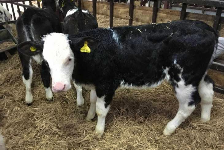 10 Belgium Blue Cross Calves | SellMyLivestock - The Online Livestock ...