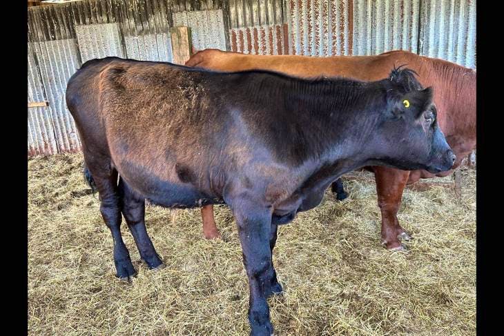 1 Wagyu, Aberdeen Angus Cross Store Steer | SellMyLivestock - The ...