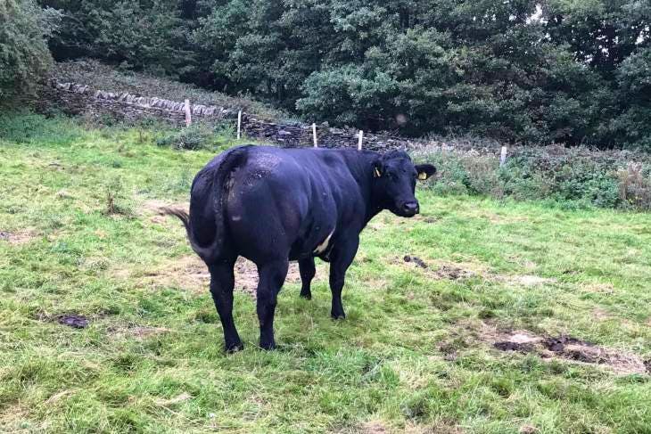 1 Pedigree British Blue In-Calf Breeding Cow | SellMyLivestock - The ...