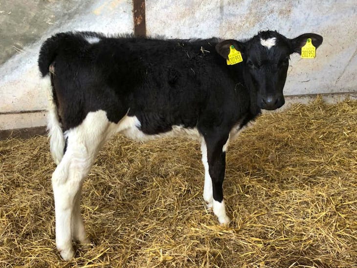 5 Organic Holstein Friesian, British Friesian, Jersey Cross Breeding