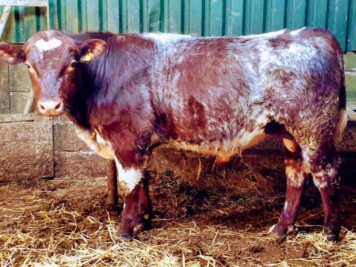 1 Pedigree Beef Shorthorn Breeding Young Bull SellMyLivestock The Online Livestock Marketplace