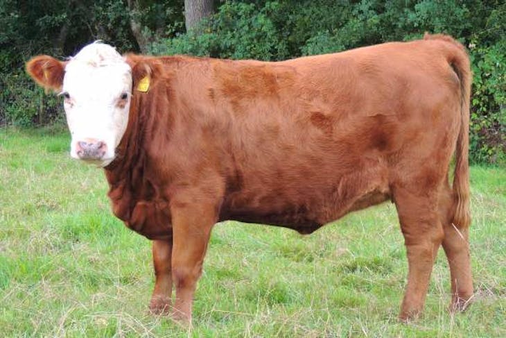 3 Miniature Hereford Cross In-Calf Breeding Heifers | SellMyLivestock ...