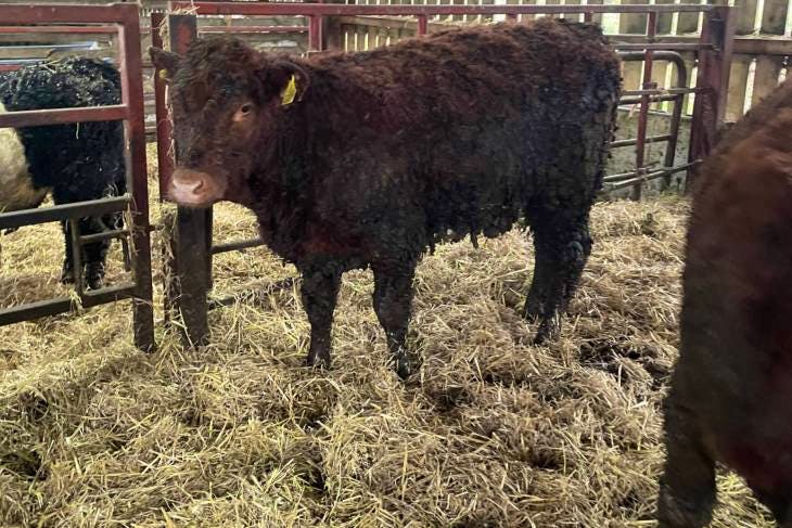 8 Beef Shorthorn, Simmental, Limousin, Hereford, Belted Galloway Cross ...