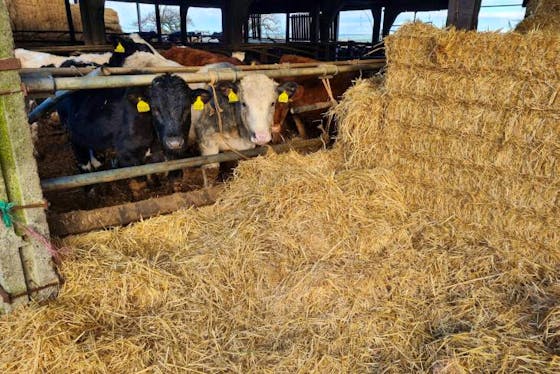 belgian blue cattle meat