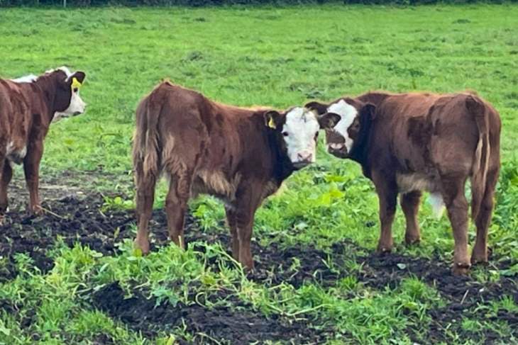 3 Dexter, Hereford Cross In-Calf Breeding Cows with Calves at Foot ...