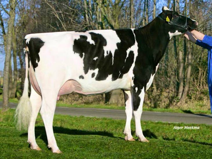 33 Pedigree Holstein Friesian Breeding, Dairy Heifers, Cows