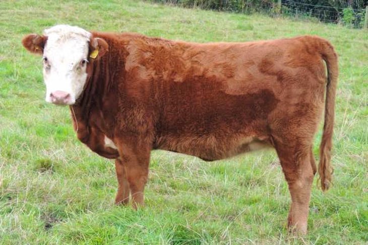 3 Miniature Hereford Cross In-Calf Breeding Heifers | SellMyLivestock ...