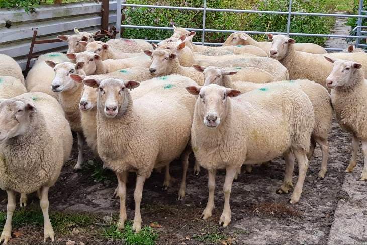 50 Pedigree British Milksheep In-lamb Breeding Ewes 