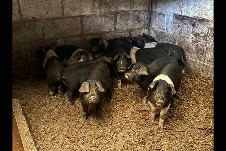 10 Saddleback Cross Growing Weaners | SellMyLivestock - The Online ...