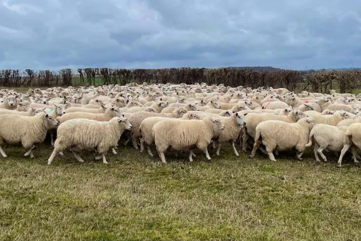 184 New Zealand Romney, Lleyn Cross In-Lamb Breeding Ewes ...