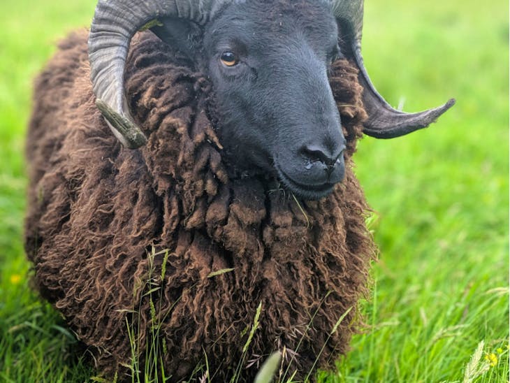 4 Organic Hebridean Breeding Shearlings SellMyLivestock The Online