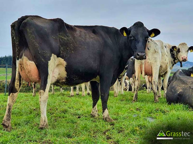 200 British Friesian InCalf Breeding, Dairy Heifers, Cows